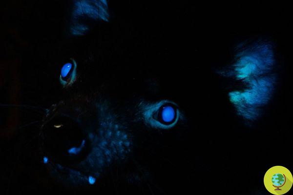 Le diable de Tasmanie est également biofluorescent. Son corps brille dans le noir
