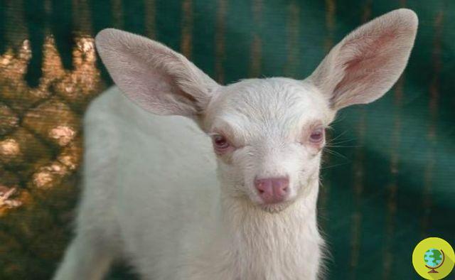 Rare specimen of albino fawn saved on the road by a truck driver