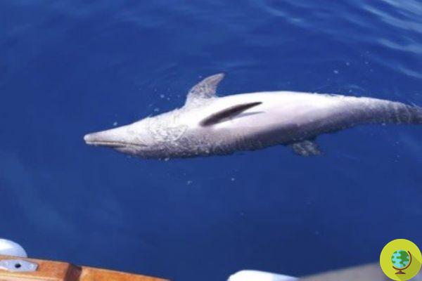 A morte de golfinhos continua no Mar Tirreno, outros espécimes encontrados encalhados