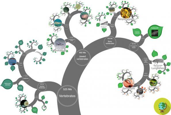 Desvelado el árbol de la vida digital que muestra toda la evolución biológica del mundo