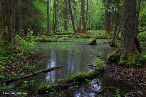 Bosque polaco de Białowieża: la tala también es ilegal para la UE