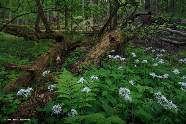 Floresta polonesa de Białowieża: a extração de madeira também é ilegal para a UE