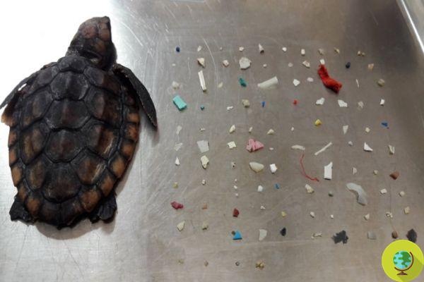 Balloons, labels and 104 pieces of plastic found in the stomach of this little turtle