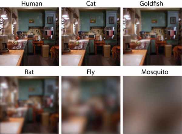 How do animals see us?