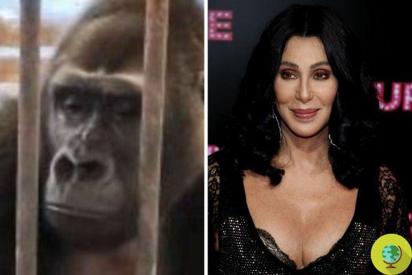 Cher asks the Thai zoo to free the gorilla Bua Noi, locked up alone and for 30 years in a shopping center