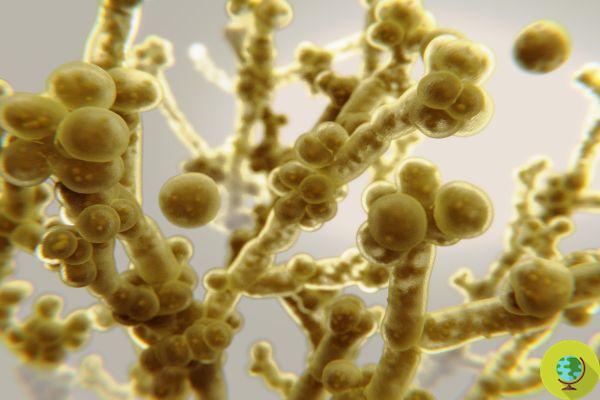 Candida Auris: Brazil launches the alert on the first case of drug-resistant killer fungus