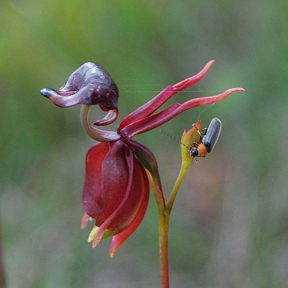 Flying Duck Orchid: a orquídea em forma de pato