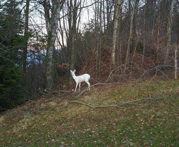 Very rare albino roe deer photographed in the Swiss Alps thanks to a drone