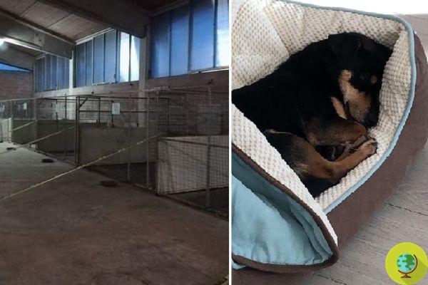 Canil fechado por falta de cães: todos foram adotados