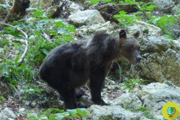 Des carabiniers arrêtent un braconnier dans le parc national des Abruzzes, l'habitat de l'ours brun marsican