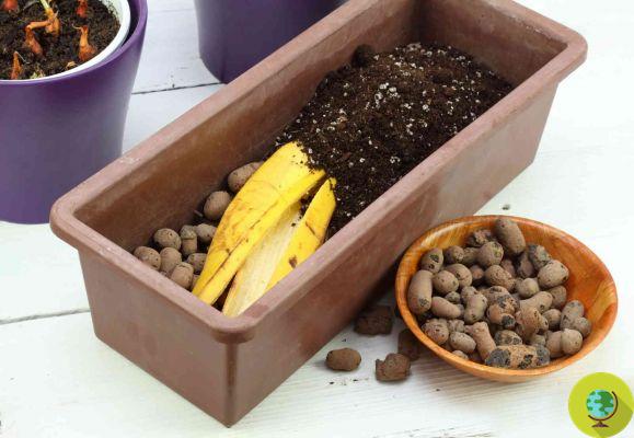 Prepare these amazing plant fertilizers with 5 daily scraps that you would throw away