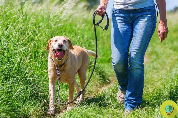 How often do you take your dog for a walk? Are you sure you're walking with him enough?