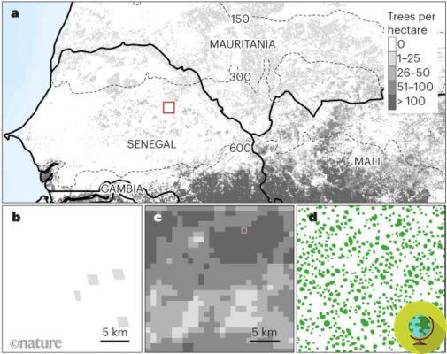 Des images satellites révèlent que le Sahara cache des milliards d'arbres solitaires