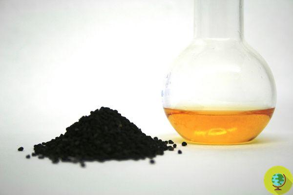 India patented an inexpensive black cumin gel to treat psoriasis