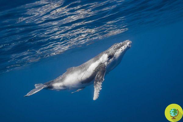 As baleias jubarte cantam (assim como nós) e aprendem músicas diferentes dependendo de onde elas vêm