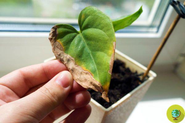Les signes les plus évidents que votre plante a besoin d'aide et comment la faire revivre