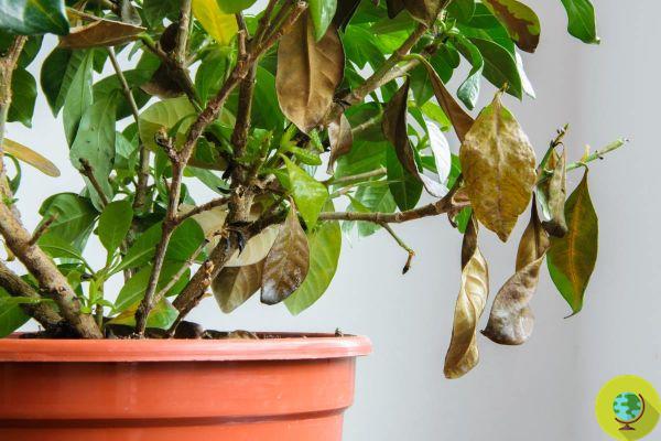 Les signes les plus évidents que votre plante a besoin d'aide et comment la faire revivre