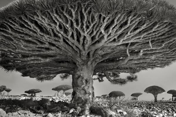 Los árboles más antiguos y majestuosos del mundo