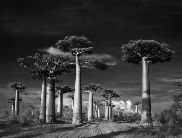 Los árboles más antiguos y majestuosos del mundo