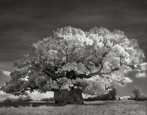 The oldest and most majestic trees in the world