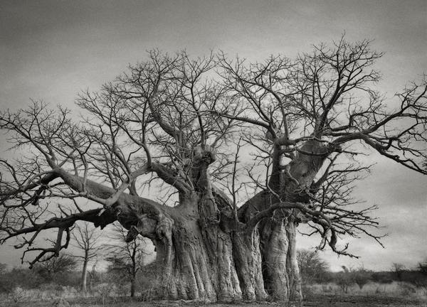 Les arbres les plus anciens et les plus majestueux du monde