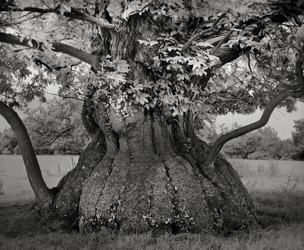 As árvores mais antigas e majestosas do mundo