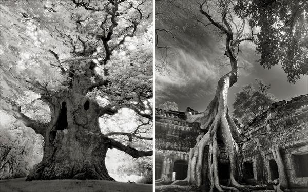 The oldest and most majestic trees in the world