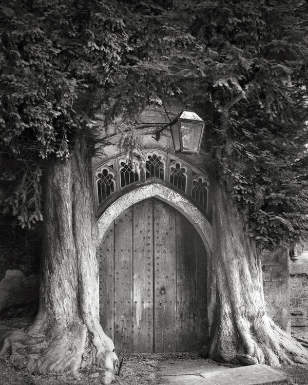 As árvores mais antigas e majestosas do mundo