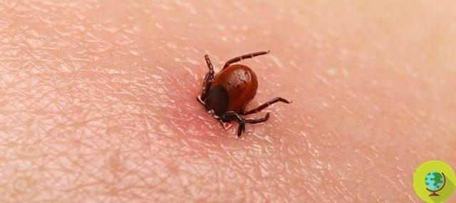 The tick that makes meat allergic is back: cases increase in the United States