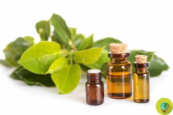 Ravintsara, do you know the essential oil that fights colds and phlegm? Benefits, how to use it and side effects
