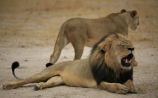 Cecil, the lion symbol of Zimbabwe killed by a hunter (PETITION)