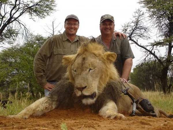 Cecil, o leão símbolo do Zimbábue morto por um caçador (PETIÇÃO)