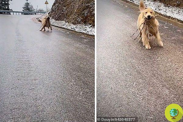 A Golden Retriever puppy glides on the icy road while bringing a 