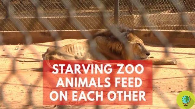 In Venezuela people are dying of hunger and citizens eat the animals in the zoo