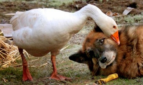 L'oie Geraldina et le chien Rex, quand une étrange amitié sauve la vie