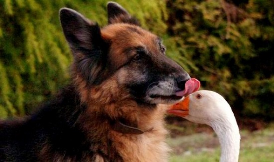 A gansa Geraldina e o cachorro Rex, quando uma estranha amizade salva a vida