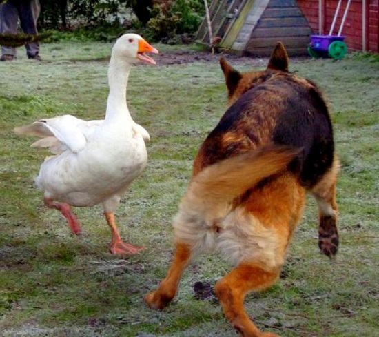 The goose Geraldina and the dog Rex, when a strange friendship saves life