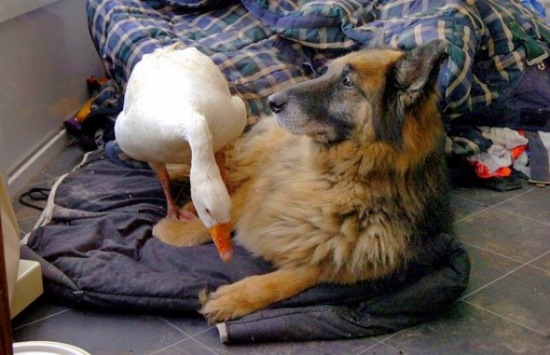 The goose Geraldina and the dog Rex, when a strange friendship saves life