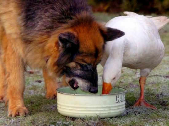 La oca Geraldina y el perro Rex, cuando una extraña amistad les salva la vida
