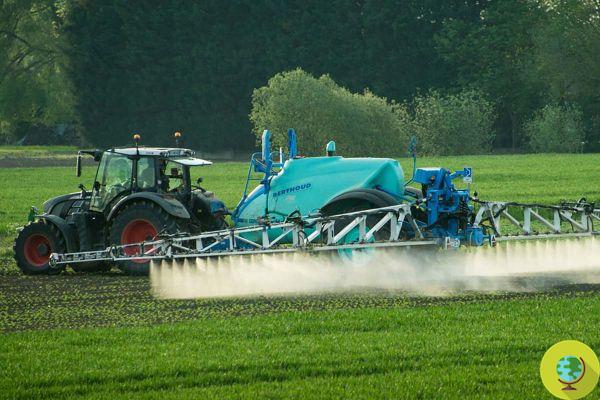 Glyphosate: Europe allows individual states to ban! The petition