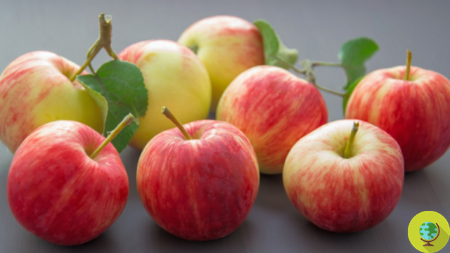 Manzana claveteada: un remedio natural para la deficiencia de hierro. Ventajas y contraindicaciones
