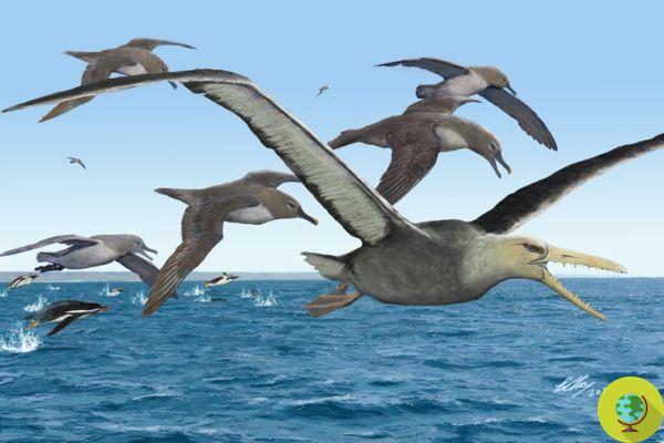Les restes du plus grand oiseau ayant jamais existé sur Terre ont été retrouvés en Antarctique