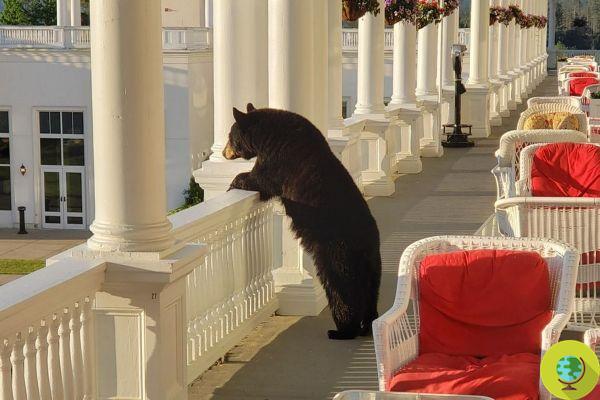 O urso admirando o nascer do sol do terraço de um hotel