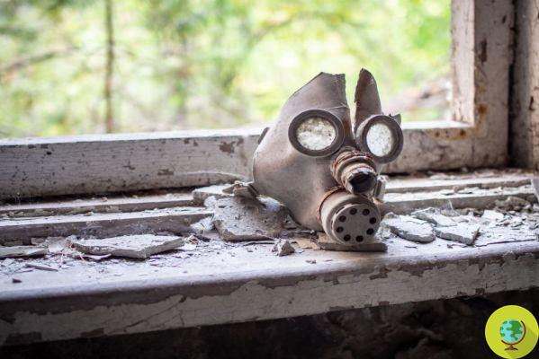 Cogumelos pretos capazes de 'comer' radiação estão crescendo dentro do reator de Chernobyl
