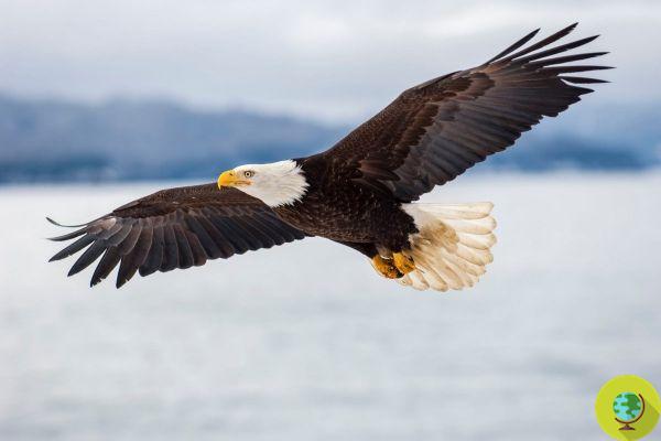 Bald Eagles: The population of the sacred species of the American Indians has quadrupled