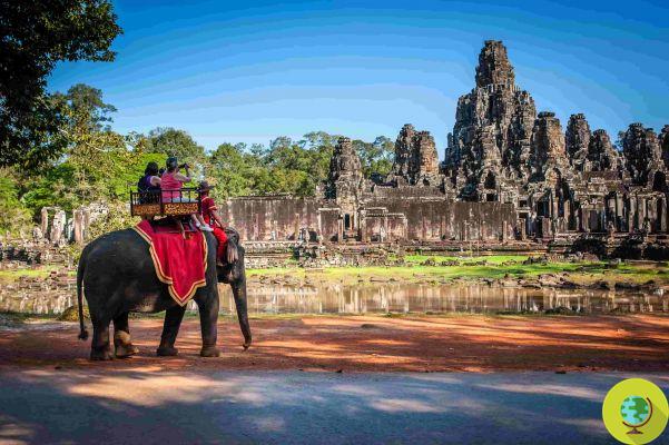 ¡VICTORIA! Camboya prohíbe crueles paseos en elefante a los templos de Angkor Wat