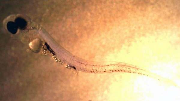 Microplásticos matam peixes, confirma novo estudo