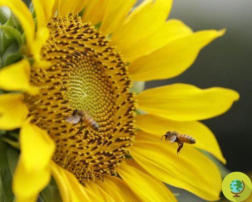 Les abeilles contribuent plus à l'économie britannique que la famille royale