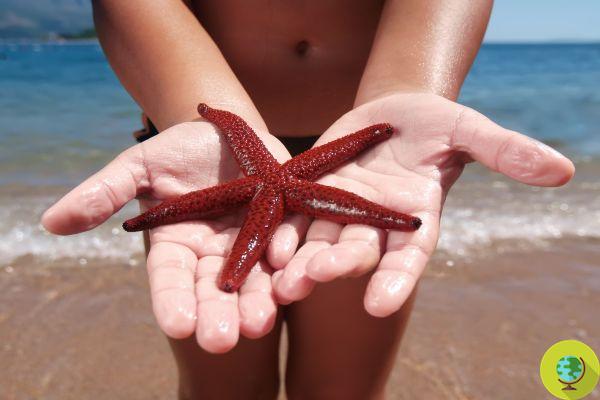 Not everyone knows this, but it only takes a few seconds out of the water for starfish to die