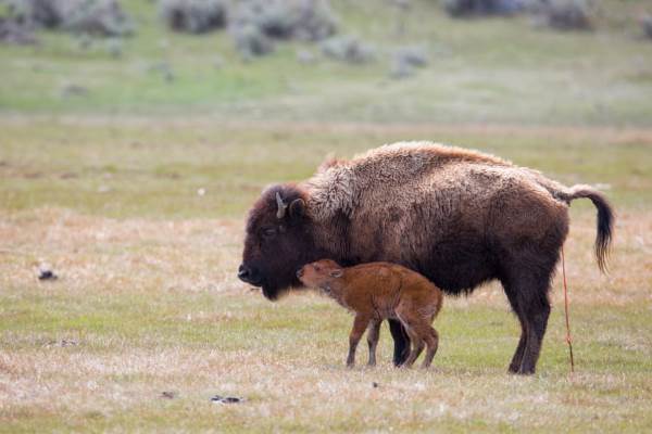 The Native Americans are thus saving the bison from extinction